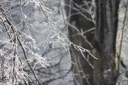 Bare woodland branches transformed by a layer of white hoarfrost. The scene captures the quiet, pristine character of a cold winter day.