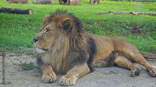 A powerful male lion lies on the ground and lets out a big yawn, showing its fangs, before settling down into a calm and relaxed pose in its grassy habitat. Close up static shot