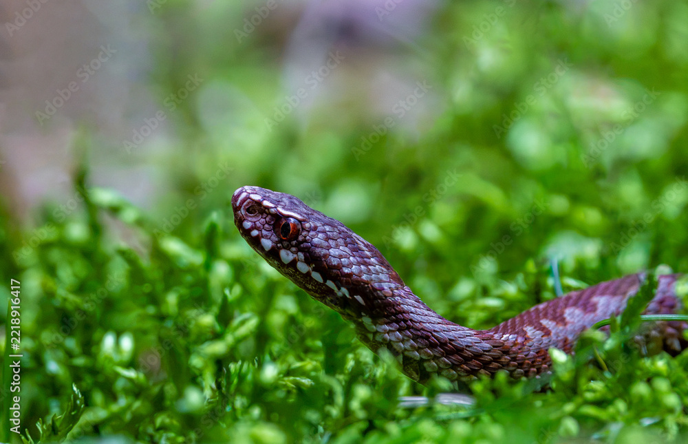 Obraz premium Common European Adder (Vipera berus) peaking through lush green moss. Macro portrait of a venomous European viper snake in the forest