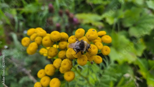 Bee collecting pollen from yellow flowers in a garden