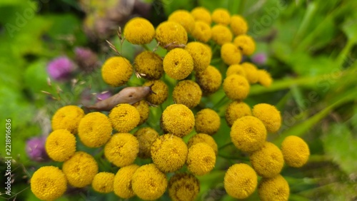 Yellow round flowers grow in a field with green grass and other plants
