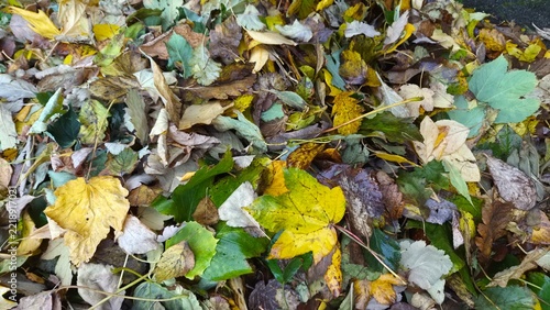 Colorful autumn leaves on the ground in a park during fall season
