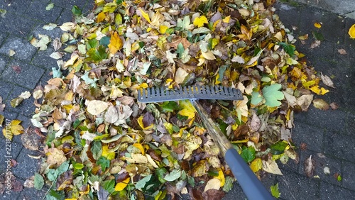 Raking leaves on a cool fall day in a garden