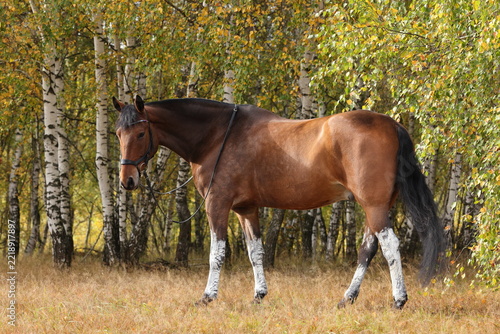 Thoroughbred race horse in nature autumn background