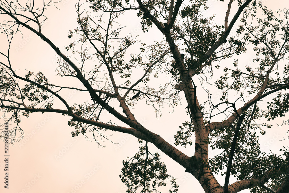 Fototapeta premium Bare and leafy tree branches silhouette against bright overcast sky. Minimalist natural background concept for environment, autumn, and nature themes.