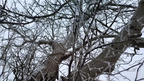 Thick tree trunks and intertwined branches coated in white hoarfrost under gray sky, camera tilt, wide shot, natural lighting. Vitality and raw nature.