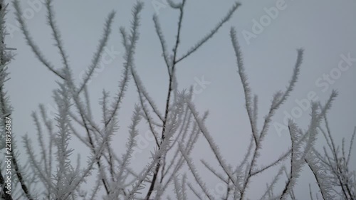 Sharp ice spikes of hoarfrost standing upright on thin tree twigs in freezing air, camera pan, close up, soft light. Transformation and mindfulness.
