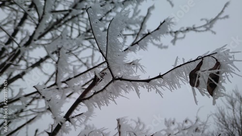 Feathery ice needle spikes clinging to slender winter tree branch against pale sky, camera tilt, close up, soft light. Sustainability and inner peace.
