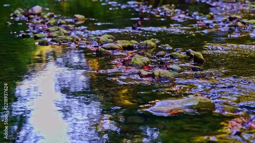 beautiful river in the green forest	