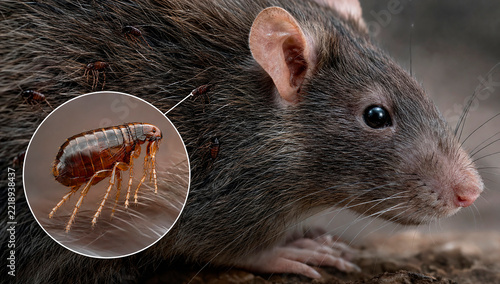 Rat fleas that transmit pneumonic plague.