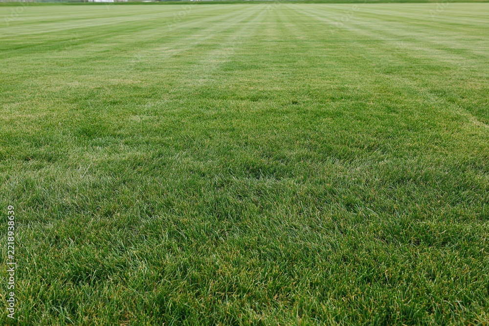 Naklejka premium The Grass Field An Expansive Green Lawn with Gentle Stripes and Open Space