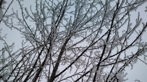 Dense grid of tree branches heavy with white crystalline hoarfrost in winter forest, camera tilt, medium shot, natural lighting. Harmony and resilience.