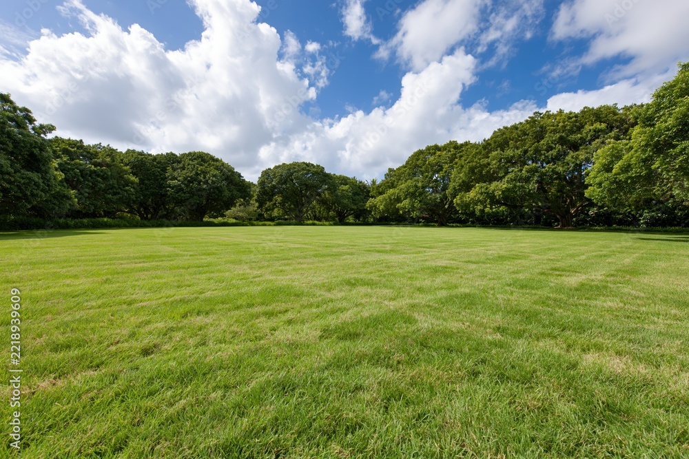 Fototapeta premium The Open Field Under a Bright Sky With Lush Green Trees