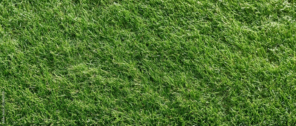 Fototapeta premium Freshly mowed short grass lawn filling the frame flat