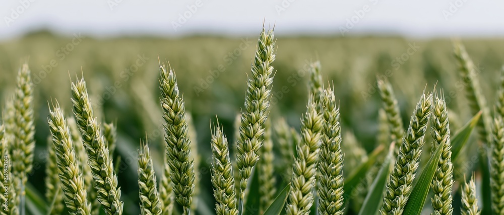 Fototapeta premium Close-up of green unripe wheat ears in a field