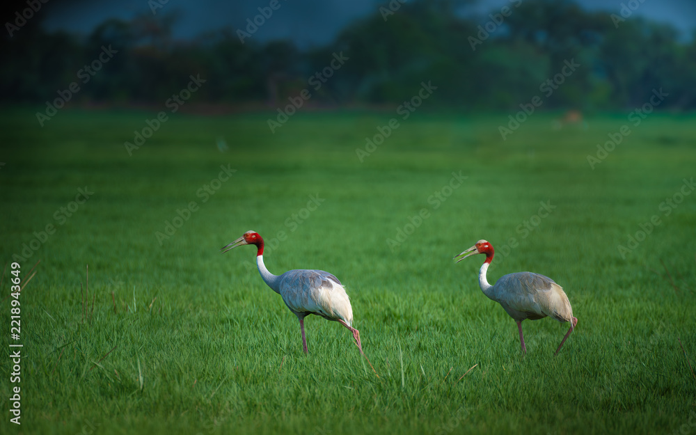 Fototapeta premium Pair of Sarus Cranes walking through a lush green meadow at Keoladeo National Park, Bharatpur, Rajasthan, showcasing the elegance of India's tallest flying birds.