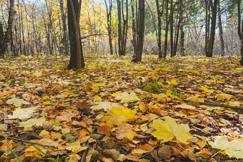 Beautiful autumn forest landscape with fallen yellow leaves on the ground.