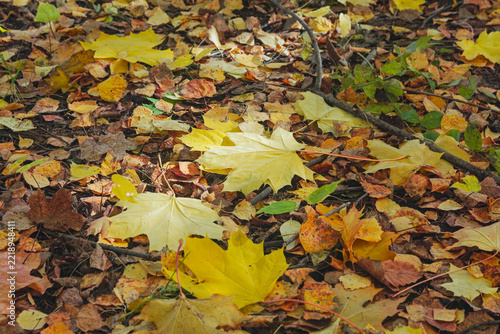 Fallen yellow maple leaves covering the forest floor in autumn.
