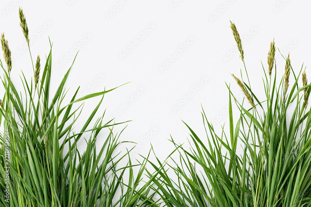 Naklejka premium The vibrant green grass blades framing a clean white studio backdrop