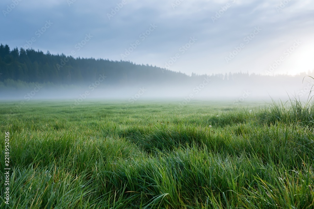 Naklejka premium The Misty Field at Dawn Across Dewy Grass and Foggy Horizon