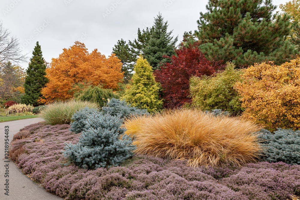 Fototapeta premium The Autumn Garden Landscape with Colorful Trees and Ornamental Grasses