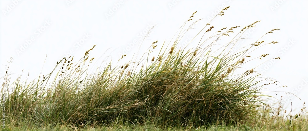 Naklejka premium Wild meadow grass with seed heads swaying in the wind against a bright sky