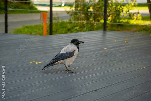 Hooded crow standing on gray wooden deck in park, side view