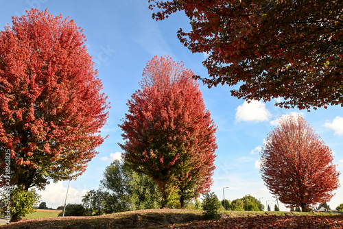 Belgique Wallonie paysage automne erable pourpre