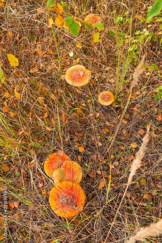 Fly agaric mushrooms with yellow-orange caps viewed from above in autumn forest