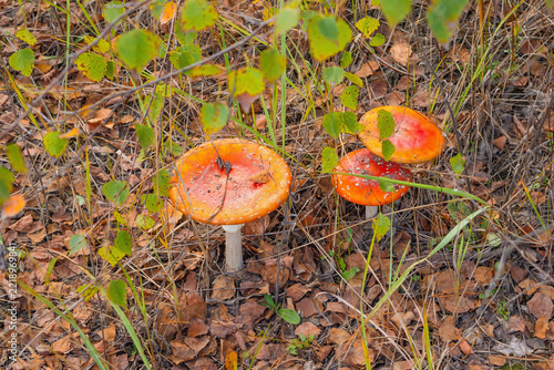 Three fly agaric mushrooms among grass and fallen leaves in autumn forest