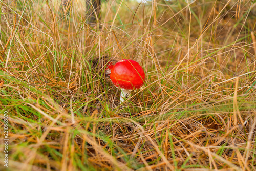Red fly agaric mushroom partly covered by dry grass in autumn forest