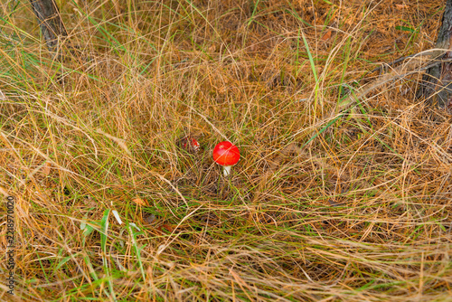 Red fly agaric mushroom partly covered by dry grass in autumn forest