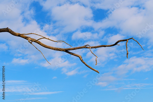 Dry bare branch against blue sky with white clouds in an abstract nature composition