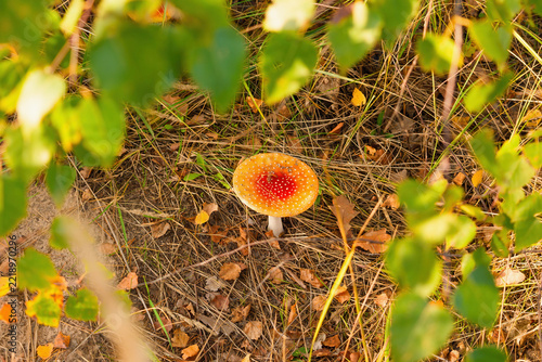 Fly agaric mushroom framed by blurred green birch leaves in autumn forest