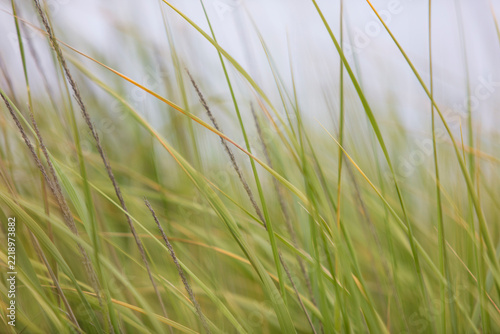 Close up of windswept sea grasses on the edge of the beach. ,
