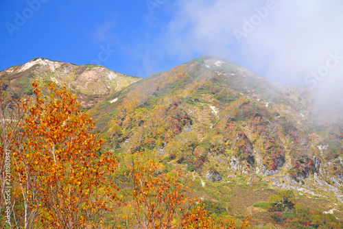 栂池自然園の紅葉