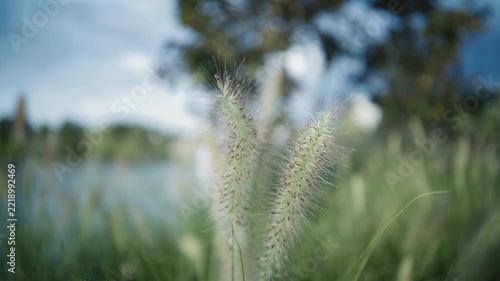 Feathery grass flower heads swaying in a meadow with soft blurred background