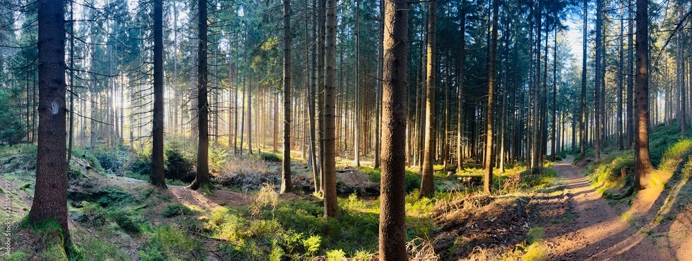 Fototapeta premium Panorama of a forest—conifers (spruce and pine) in a forest in the Ore Mountains of Central Germany