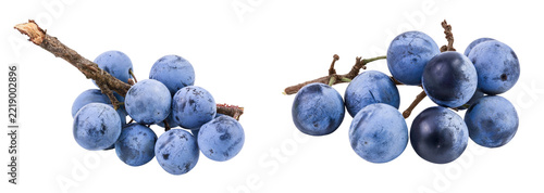 Fresh blackthorn berries with twig, prunus spinosa isolated on white background with full depth of field