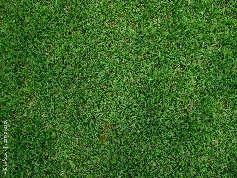 Fototapeta premium green grass background