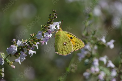 the beautiful clouded yellow butterfly (Colias croceus)