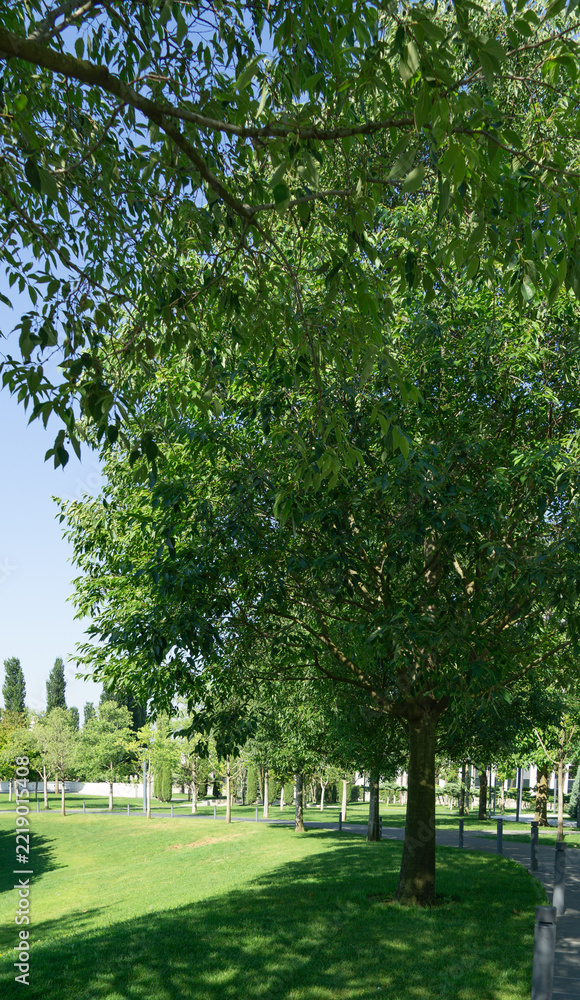Fototapeta premium Bujne liście drzewa Celtis australis rzucające cienie na trawę pod czystym niebem w parku miejskim Krasnodar, Park Galicki