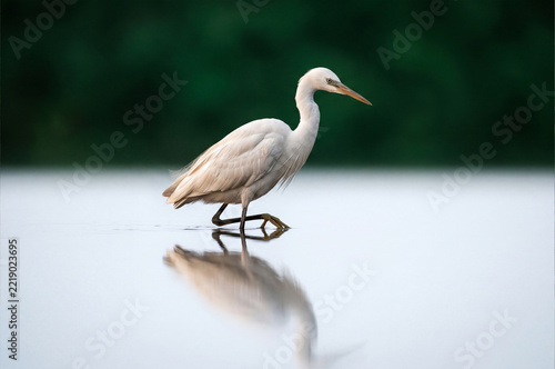 Herons in shallow water, herons seen in shallow waters, marshes, or rice paddies. Herons are the most representative birds of wetland ecosystems, preferring to hunt in shallow water.
