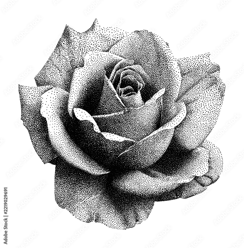 Naklejka premium PNG Intricate dotwork rose illustration in black and white.