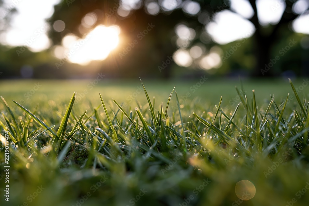 Fototapeta premium The Grass at Dawn: Close-Up of Sunlit Blades in a Quiet Field
