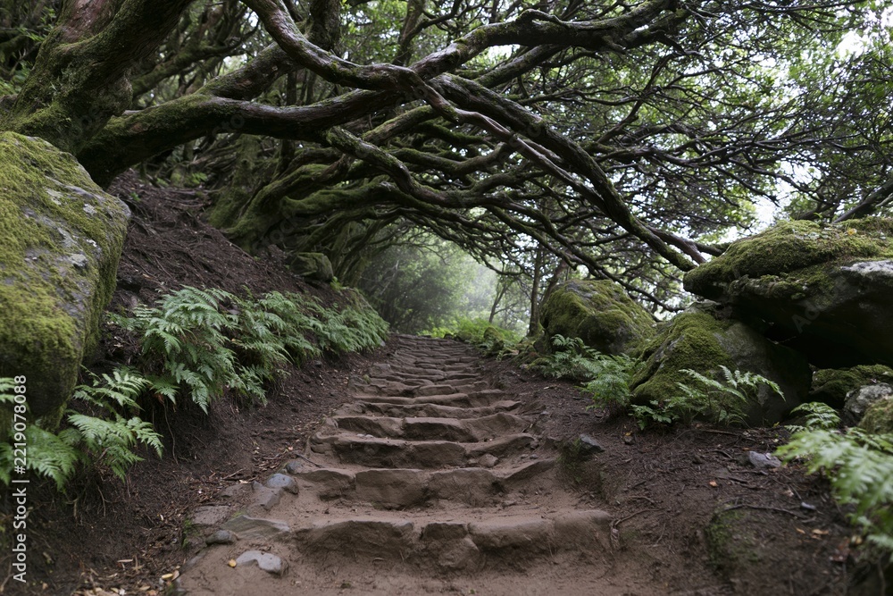 Fototapeta premium The Forest Path with Mossy Stone Steps Under Arching Tree Canopy