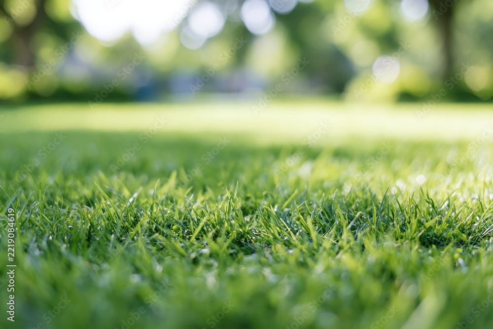 Fototapeta premium The Grass Closeup: Fresh Green Blades in Sunlit Park Landscape, Bright and Serene