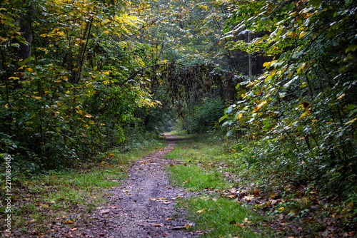 Forest trail with fallen tree and autumn foliage, Germany, Bavaria, Augsburg, 5 October 2026