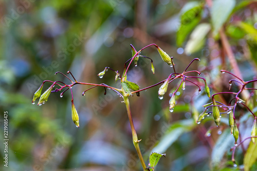 Wet plant stems with water droplets, Germany, Bavaria, Augsburg, 5 October 2026