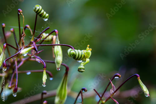 Macro shot of creeping vine plant with dew drops, Germany, Bavaria, Augsburg, 5 October 2026